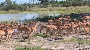 Büyük Impala sürüleri bir su birikintisinde toplanıyor, Sandibe, Botswana, Okavango Delta