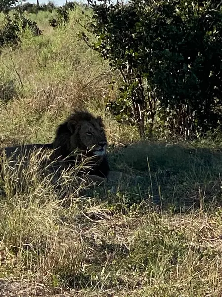 Bir erkek aslan tam öğünden sonra gölgede dinlenir, Sandibe, Botswana, Okavango Delta