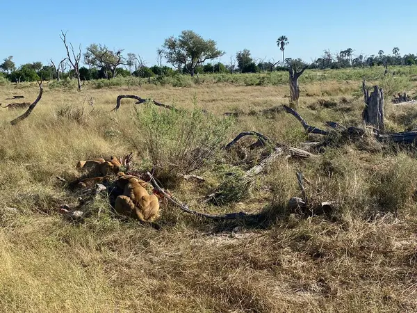 Bir leşle beslenen aslan sürüsü, Sandibe, Botswana, Okavango Deltası