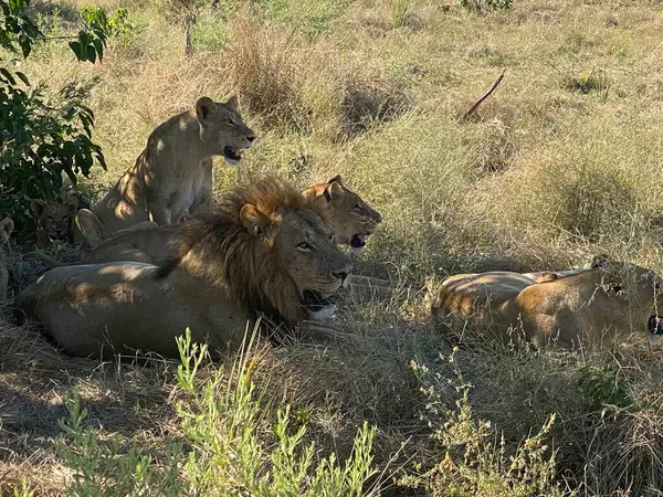 Gölgede dinlenen aslanların gururu, Sandibe, Botswana, Okavango Delta