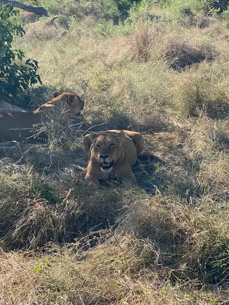 Gölgede dinlenen iki dişi aslan, Sandibe, Botswana, Okavango Delta