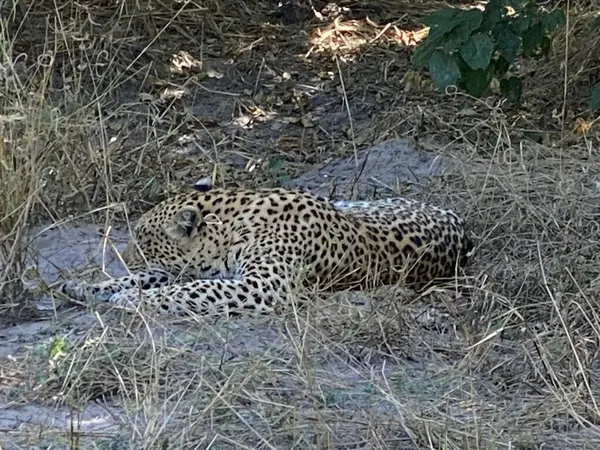 Uzun otların arasında saklanan leopar, Sandibe, Botswana, Okavango Delta.