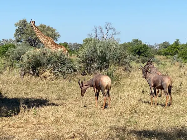 Zürafa ve Tsessebe birlikte otluyor, Sandibe, Botswana, Okavango Deltası