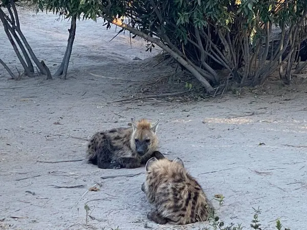 Benekli sırtlan yavruları yuvalarına yakın yerde yatıyorlar, Sandibe, Botswana, Okavango deltası