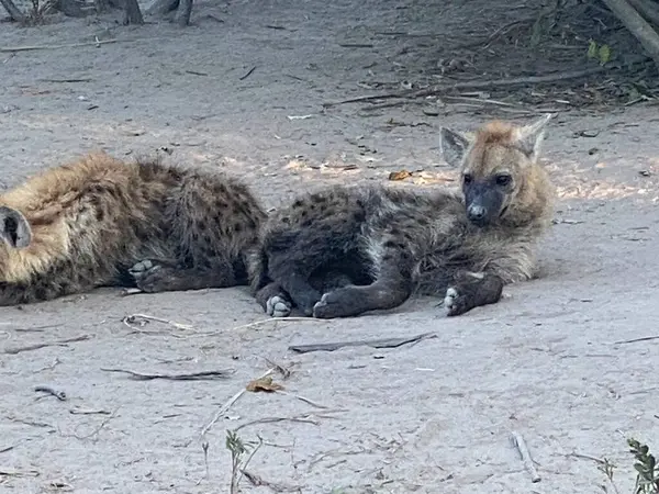 Benekli sırtlan yavruları yuvalarına yakın yerde yatıyorlar, Sandibe, Botswana, Okavango deltası