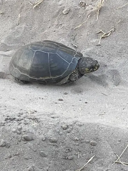Nehir kaplumbağası savunma modunda, Sandibe, Botswana, Okavango Delta