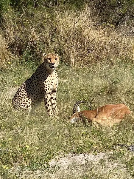 Taze Impala Öldüren Çita, Sandibe, Botswana, Okavango Delta