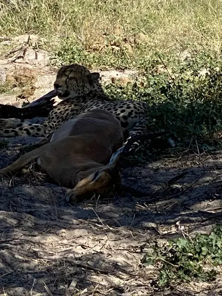 Taze Impala Öldüren Çita, Sandibe, Botswana, Okavango Delta