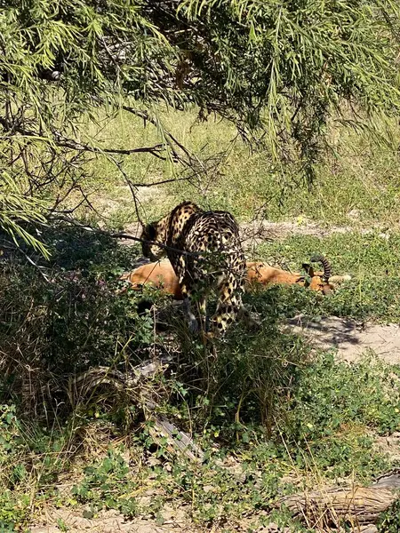 Taze Impala Öldüren Çita, Sandibe, Botswana, Okavango Delta