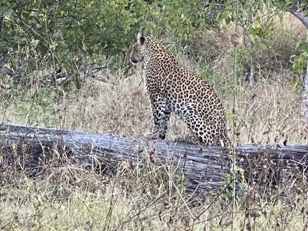 Leopar mükemmel kamufle olmuş, avını takip ediyor, Sandibe, Botswana, Okavango Deltası