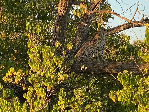 Leopar mükemmel kamufle olmuş, avını takip ediyor, Sandibe, Botswana, Okavango Deltası