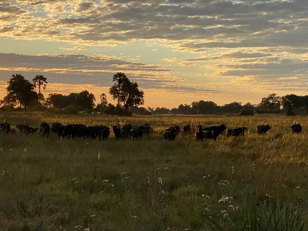 Manzara panoramik gün batımı, Sandibe, Botswana, Okavango Delta.