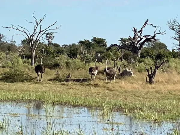 Devekuşları, Sandibe, Botsvana, Okavango deltasının yakınındaki bir su birikintisine bakıyorlar..
