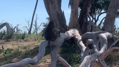 Babunlar ağaç kökleri üzerinde, Sandibe, Botswana, Okavango Delta