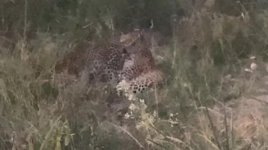 Leopar yavruları oynuyor. Sandibe, Botswana, Okavango Deltası.