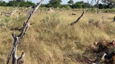 Taze bir avla beslenen aslan sürüsü, Sandibe, Botswana, Okavango Delta.