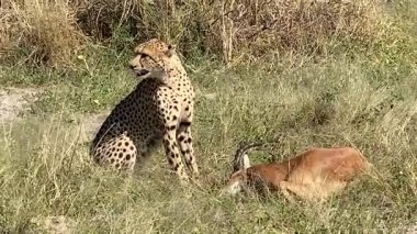 Çita az önce öldürdüğü bir Impala 'yı yiyor. Sandibe, Botswana, Okavango Deltası.