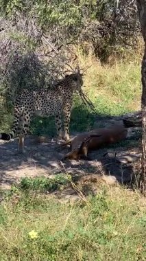 Çita az önce öldürdüğü bir Impala 'yı yiyor. Sandibe, Botswana, Okavango Deltası.