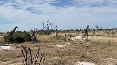 Savanna, Sandibe, Botswana, Okavango Deltası 'nda yürüyen zürafalar..