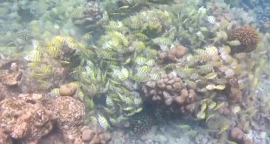 Mercanların arasında yüzen altın renkli yavru balık sürüsü, Maldivler Kasım 2024 'te Dory balığı tarafından kovalandı..