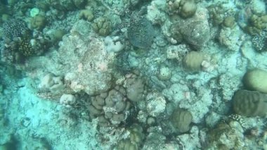 Şahin gagalı Kaplumbağa, Maldivler 'deki Velavaru adasında mercan resifine yakın yüzüyor. Şahin gagalı kaplumbağa mercan resiflerine yakın yüzüyor. Şnorkelle yüzerken video görüntüsü.