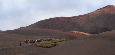 Bir rehber, Lanzarote 'nin engin, renkli ve kurak volkanik manzaralarında dolambaçlı bir yol boyunca bir dromedaries kervanına önderlik ediyor..