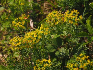 Bahçedeki güzel yabani çiçekler.