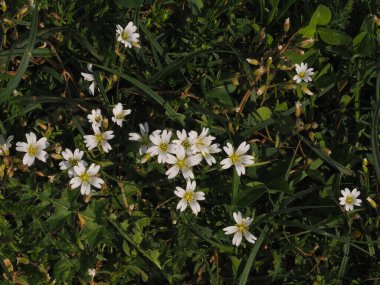 Ormanda beyaz çiçekler