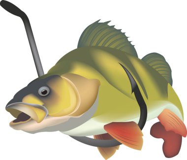 freshwater sea bass fish