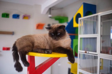 Pofuduk bir Siyam kedisi veya Himalaya kedisi mavi gözlü ve koyu kahverengi noktalı sarı yuvarlak bir platform üzerinde kırmızı ve yeşil ahşap çerçeveyle desteklenmektedir. Arka planda renkli bir kedi oyun parkı var. Rafları ve beyaz bir kafesi var..