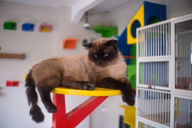 Pofuduk bir Siyam kedisi veya Himalaya kedisi mavi gözlü ve koyu kahverengi noktalı sarı yuvarlak bir platform üzerinde kırmızı ve yeşil ahşap çerçeveyle desteklenmektedir. Arka planda renkli bir kedi oyun parkı var. Rafları ve beyaz bir kafesi var..