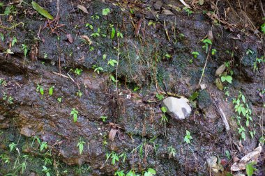 Islak toprak, yosun, küçük yeşil bitkiler ve dökülen yapraklar ile nemli orman zeminine yakın çekim, tropikal bir çevrenin nemli, zengin dokusunu gösteren.