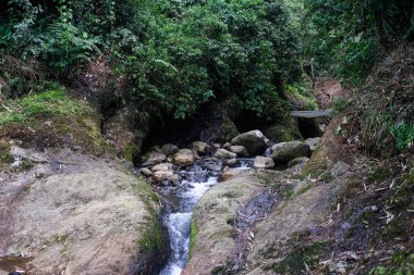 Dar bir orman deresi yosunlu kayalar ve kayalık ormanlık bir vadi arasında hızla akar, tepeden geçen küçük ahşap bir ahşap köprü yemyeşil bir tropikal ortamda.