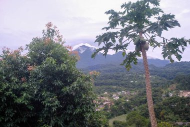 Ön planda papaya ağacı olan tropikal bir manzara, arka planda sisli bir dağ zirvesi, ve evler ve yoğun yeşillik ile benekli yemyeşil bir vadi..