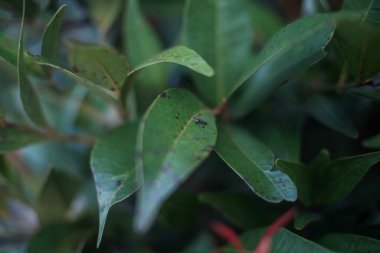 Koyu yeşil bir yaprağın üzerinde dinlenen küçük siyah bir karıncanın yakın çekimi yoğun yaprakların arasında, böcek ve yaprak dokusunu vurgulayan sığ bir alan derinliği ile yakalanır..