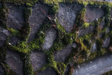 Duvardaki koyu taş kiremitler arasında büyüyen yosunların yakın görüntüsü, açık havada yaş ve rutubetten oluşan doğal dokuları ve desenleri sergiliyor..