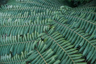Yeşillik yeşil eğreltiotu yapraklarının yakın plan çekimi doğal, organik bir desen ile örtüşüyor. Yumuşak yaprakların ince dokusunu ve simetrisini vurguluyor..