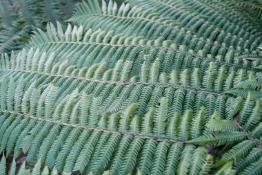 Yeşillik yeşil eğreltiotu yapraklarının yakın plan çekimi doğal, organik bir desen ile örtüşüyor. Yumuşak yaprakların ince dokusunu ve simetrisini vurguluyor..
