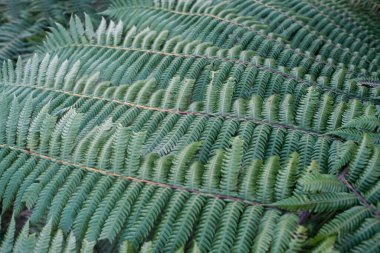 Yeşillik yeşil eğreltiotu yapraklarının yakın plan çekimi doğal, organik bir desen ile örtüşüyor. Yumuşak yaprakların ince dokusunu ve simetrisini vurguluyor..