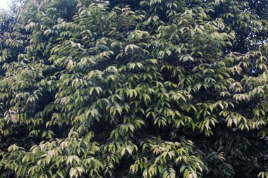 Parlak yeşil yapraklarla kaplı yoğun bir tropikal ağaç örtüsü. Yeni büyüme belirtileri var. Açık hava ortamında, yumuşak doğal ışık altında ön tarafa çekilmiş..
