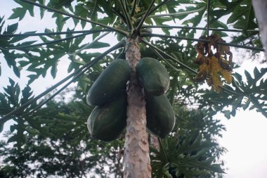 Geniş ve derin yapraklardan oluşan bir gölgeliğin altında sallanan büyük yeşil olgunlaşmamış meyvelerle dolu bir papaya ağacının alçak açılı görüntüsü..