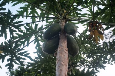 Geniş ve derin yapraklardan oluşan bir gölgeliğin altında sallanan büyük yeşil olgunlaşmamış meyvelerle dolu bir papaya ağacının alçak açılı görüntüsü..