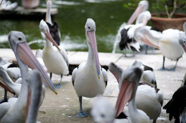 Bir grup pelikan bir göletin yakınında toplandı. Ön plandaki bir pelikana odaklanmış, uzun gagası dışarıda dururken, diğer pelikanlar arka planda görülebiliyor ve doğal ortamlarında canlı bir sahne yaratıyorlar..
