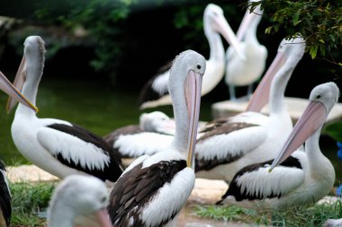 Bir grup pelikan suyun yanında toplandı, ön planda çok sayıda pelikan kendilerini hazırlıyor veya etrafa bakınıyorlardı. Kuşların geniş gagalı, yemyeşil arka planda belirgin beyaz ve siyah tüyleri vardır..