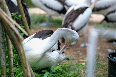 A pelican grooming itself in the midst of other pelicans. It has its long beak curved as it preens, surrounded by greenery and soft focus on the background.