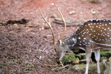 A male chital (spotted deer) grazing, displaying its characteristic white spots on its coat and developing antlers. The deer is in a natural forest-like setting, with earthy ground and sparse vegetation.