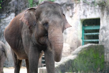Hayvanat bahçesindeki bir Sumatra filinin yakın çekimi hareketsiz durup önüne bakarken çekildi. Filin büyük boyutu ve desenli teni vurgulanmış ve arka plan metal kapılı kayalık bir muhafaza gösteriyor..