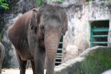 Hayvanat bahçesindeki bir Sumatra filinin yakın çekimi hareketsiz durup önüne bakarken çekildi. Filin büyük boyutu ve desenli teni vurgulanmış ve arka plan metal kapılı kayalık bir muhafaza gösteriyor..