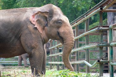 Metal bir çevrenin yanında otlarla beslenen bir Sumatra filinin yan görüntüsü. Filler büyük kulaklar ve desenli deri çerçevede görünür..
