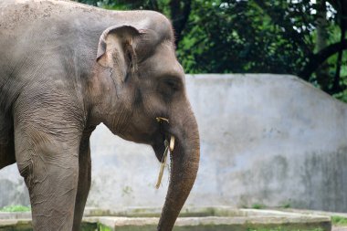 Hayvanat bahçesinde elinde bir bambu parçasıyla duran bir Sumatra filinin yan profili. Fillerin büyük kulakları ve buruşuk derileri, görkemli özelliklerini gözler önüne seriyor..